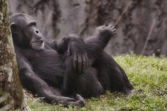 chimpanzee screaming sound chimpanzee screaming sound