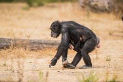 Chimpanzé comum com um chimpanzé do bebê foto de stock Chimpanzé comum com um chimpanzé do bebê foto de stock