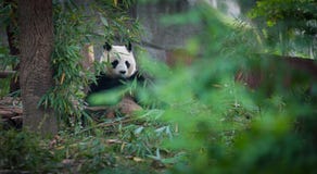 China Panda Stock Photos