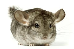 Chinchilla Chinchilla