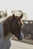 Chincoteague ponny som poserar för ett tidigt moring foto royaltyfri foto Chincoteague ponny som poserar för ett tidigt moring foto royaltyfri foto