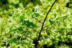 Chinense di Loropetalum immagine stock Chinense di Loropetalum immagine stock