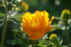 Chinensis härlig trollius, guld- drottning, jordklotblomma fotografering för bildbyråer Chinensis härlig trollius, guld- drottning, jordklotblomma fotografering för bildbyråer