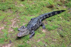 Chinese Alligator stock photography Chinese Alligator stock photography