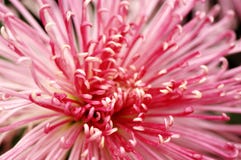 Chinese Chrysanthemum Royalty Free Stock Photo
