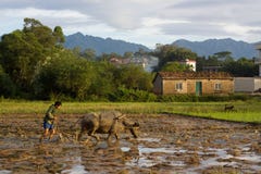 Chinese farmer farming in summer season