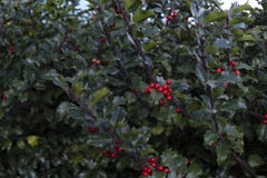 Chinese Holly Fruits Stock Photos