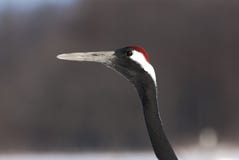 Chinese Kraanvogel, Red-crowned Crane, Grus japonensis stock photos Chinese Kraanvogel, Red-crowned Crane, Grus japonensis stock photos