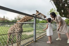 Chinese mom and daughter feeding giraffe together