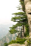 Chinese Mountains, Pine Tree And The Mountain Royalty Free Stock Image