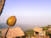 Chinese pear tree royalty free stock photo Chinese pear tree royalty free stock photo
