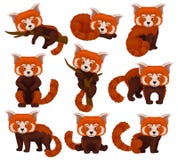 Chinese red panda set, cute fluffy wild animals in different poses vector Illustration on a white background stock illustration Chinese red panda set, cute fluffy wild animals in different poses vector Illustration on a white background stock illustration