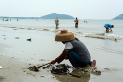 Chinese woman digging clams royalty free stock photography Chinese woman digging clams royalty free stock photography