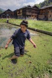 Chinese woman works on old rice field, in knee-deep water. royalty free stock images Chinese woman works on old rice field, in knee-deep water. royalty free stock images