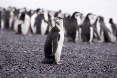 Chinstrap Pinguin Antarktik Chinstrap Pinguin Antarktik