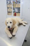 Chiot blanc de golden retriever photo stock Chiot blanc de golden retriever photo stock