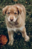 Chiot brun adorable avec les yeux bleus étonnants sur le fond de l'aut photographie stock libre de droits Chiot brun adorable avec les yeux bleus étonnants sur le fond de l'aut photographie stock libre de droits