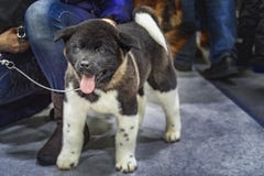 Chiot d'akita d'Américain Américain Akita de chien images libres de droits Chiot d'akita d'Américain Américain Akita de chien images libres de droits