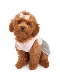 Chiot de carniche utilisant l'équipement rose Photo stock Chiot de carniche utilisant l'équipement rose Photo stock