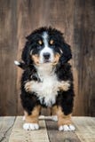 Chiot de montagne de Bernese mignon photo stock Chiot de montagne de Bernese mignon photo stock