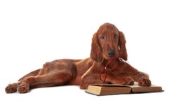 Chiot de poseur avec les glaces et le livre. D'isolement sur le blanc image libre de droits Chiot de poseur avec les glaces et le livre. D'isolement sur le blanc image libre de droits