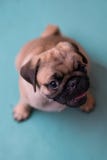Chiot de roquet se reposant sur le plancher Photo stock Chiot de roquet se reposant sur le plancher Photo stock