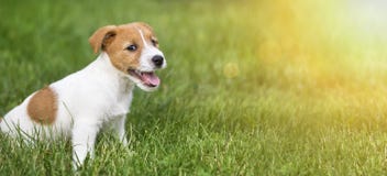 Chiot de sourire heureux de chien se reposant dans l'herbe photographie stock libre de droits Chiot de sourire heureux de chien se reposant dans l'herbe photographie stock libre de droits