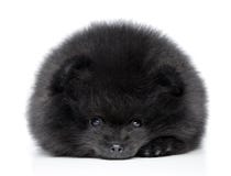 Chiot de spitz de Pomeranian. Portrait en gros plan photo libre de droits Chiot de spitz de Pomeranian. Portrait en gros plan photo libre de droits