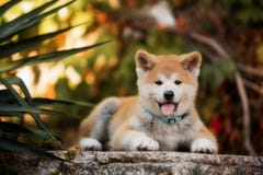 Chiot des mensonges rouges de chiens d'Akita de nouvelle année sur des escaliers en nature à la lumière du soleil photo stock Chiot des mensonges rouges de chiens d'Akita de nouvelle année sur des escaliers en nature à la lumière du soleil photo stock