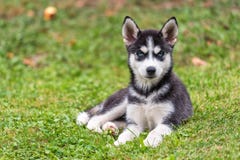 Chiot enroué sur l'herbe Images libres de droits Chiot enroué sur l'herbe Images libres de droits