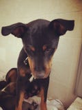 Chiot photo libre de droits Chiot photo libre de droits