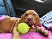 Chiot jouant avec de la balle de tennis images libres de droits Chiot jouant avec de la balle de tennis images libres de droits
