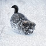 Chiot mignon dans la neige photo stock Chiot mignon dans la neige photo stock