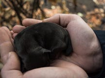 Chiot nouveau-né dans des mains humaines Bébé de sommeil de chien photographie stock Chiot nouveau-né dans des mains humaines Bébé de sommeil de chien photographie stock