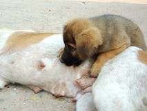 Chiot, suçant le lait de la mère images libres de droits Chiot, suçant le lait de la mère images libres de droits