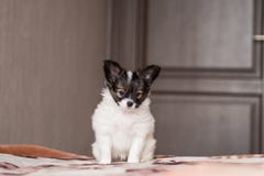 Chiot tricolore de papillon mignon images stock Chiot tricolore de papillon mignon images stock
