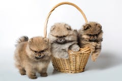 Chiot trois dans le panier image libre de droits Chiot trois dans le panier image libre de droits