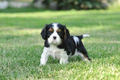 Chiots cavaliers du Roi Charles Spaniel image libre de droits Chiots cavaliers du Roi Charles Spaniel image libre de droits