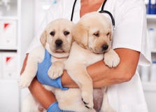 Chiots mignons de Labrador dans les bras des RP vétérinaires de soins de santé photos stock Chiots mignons de Labrador dans les bras des RP vétérinaires de soins de santé photos stock