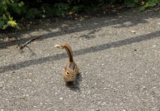 chipmunk stock foto's chipmunk stock foto's