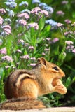 Chipmunk in Flower Garden royalty free stock photos Chipmunk in Flower Garden royalty free stock photos