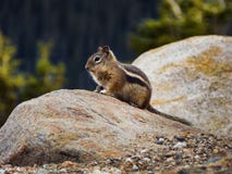 Chipmunk που παίρνει κατά την άποψη στοκ εικόνες Chipmunk που παίρνει κατά την άποψη στοκ εικόνες