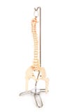 Chiropractic Model of Human Spine Royalty Free Stock Image Chiropractic Model of Human Spine Royalty Free Stock Image