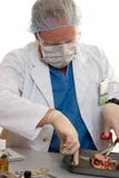 Chirurg oder Doktor mit einer Niere lizenzfreies stockfoto Chirurg oder Doktor mit einer Niere lizenzfreies stockfoto