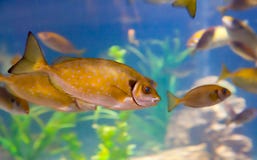 Chirurgien repéré Fish photo libre de droits Chirurgien repéré Fish photo libre de droits