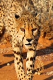 Chita - Namibia Afrika lizenzfreie stockbilder Chita - Namibia Afrika lizenzfreie stockbilder