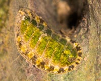 Chiton Lepidochitona cinerea on rocks at coast royalty free stock photo Chiton Lepidochitona cinerea on rocks at coast royalty free stock photo