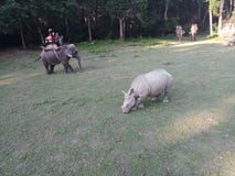 chitwan krajowy Nepal parkowy fotografii zmierzch brać zdjęcie stock chitwan krajowy Nepal parkowy fotografii zmierzch brać zdjęcie stock