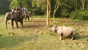 CHITWAN NATIONAL PARK, NEPAL - 10 October 2018 Tourists having trekking tour. Elephants with people on backs walking in stock video CHITWAN NATIONAL PARK, NEPAL - 10 October 2018 Tourists having trekking tour. Elephants with people on backs walking in stock video