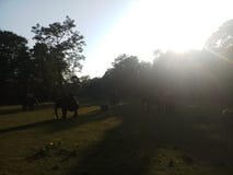 chitwan национальный парк стоковое фото rf chitwan национальный парк стоковое фото rf